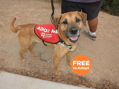 BUNNY, Labrador Retriever and German Shepherd Dog, adult, available for adoption