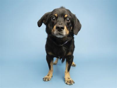 A black and tan dog with floppy ears standing on a blue background.