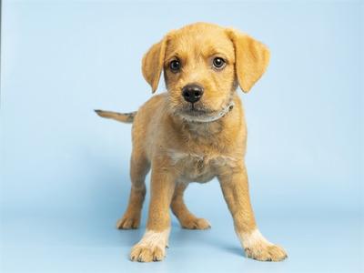 A small, light brown puppy with floppy ears and a white patch on its chest stands on a light blue background. The puppy is looking directly at the camera with its tail slightly raised.