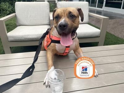 CAULIFLOWER, Old English Bulldog and American Pit Bull Terrier, adult, available for adoption