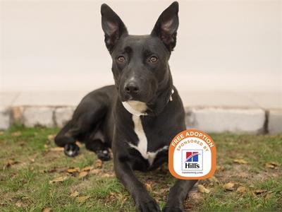 A black dog with a white chest lying on grass, with a circular badge that says "FREE ADOPTION" and "Hills" on it.
