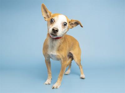 A small brown and white dog with large ears standing on a blue background