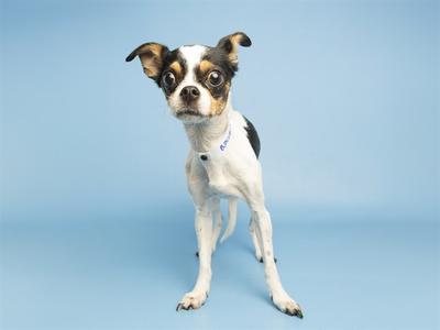 A small dog with a white and black coat stands on a blue background. The dog has large, expressive eyes and floppy ears, and appears to be looking directly at the camera.