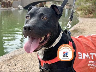 HUMBERTO, American Pit Bull Terrier, adult, available for adoption