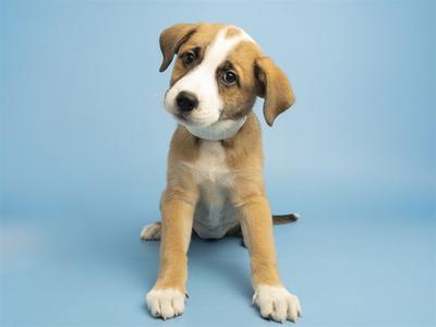 A cute brown and white puppy sitting on a blue background