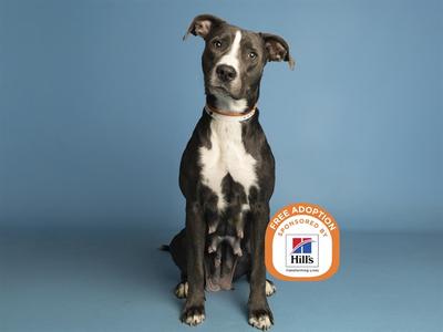 A black and white dog sitting on a blue background with a Hills logo and text "FREE ADOPTION" on the right side.
