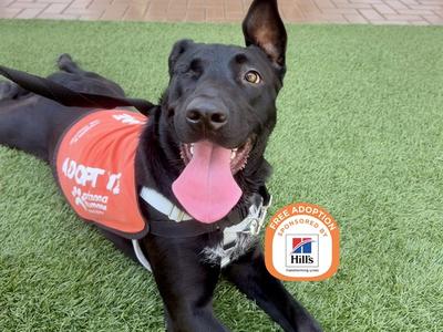 MADDIE, Labrador Retriever Mix, young, available for adoption