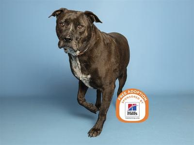 A brown dog with a white patch on its chest standing on a blue background. The dog has a muscular build and is looking towards the camera. There is a logo in the bottom right corner that says "FREE ADOPTION" and "Hills".