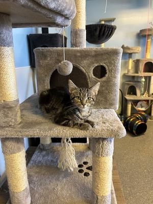 Ruffnut, kitten, available for adoption