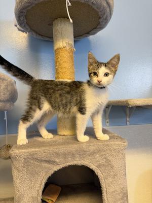 Tuffnut, kitten, available for adoption