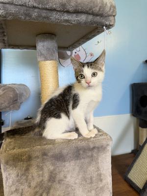 Hiccup, kitten, available for adoption