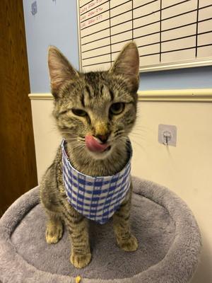 Serena, young, available for adoption