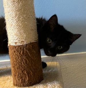 Jarrell, kitten, available for adoption