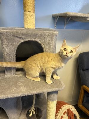 Tok, young, available for adoption