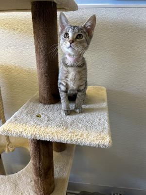 Lucy, kitten, available for adoption
