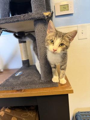 Snotlout, kitten, available for adoption