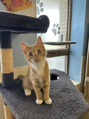 Tik, young, available for adoption