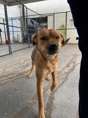 Holly, Beagle, young, available for adoption