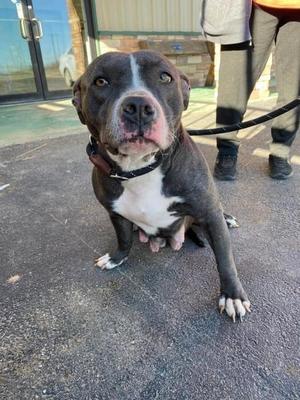 A blue pitbull dog with a white chest is sitting on asphalt, looking at the camera. A person is standing behind the dog with a leash.