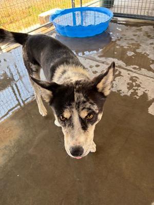 Rocket, Catahoula Leopard Dog, young, available for adoption