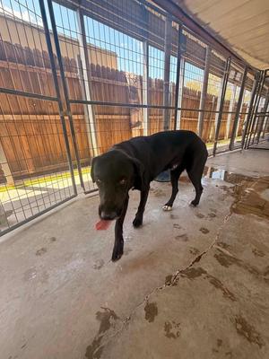 A black dog standing in a kennel with a red object in its mouth.