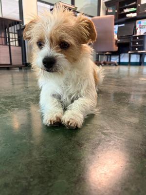 a small, fluffy dog with a white and brown coat sitting on a green floor