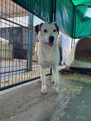 Shelby, Hound, adult, available for adoption