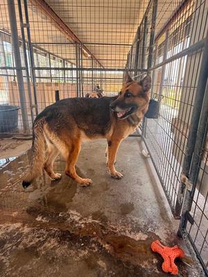 Whiskey, German Shepherd Dog, adult, available for adoption