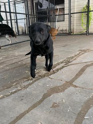 A black dog standing on a concrete surface in an outdoor enclosure.