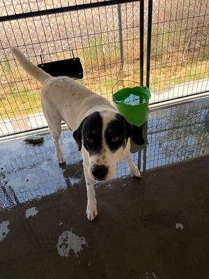 Aubry, Coonhound, young, available for adoption