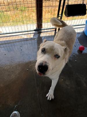 Olaf, Husky, young, available for adoption