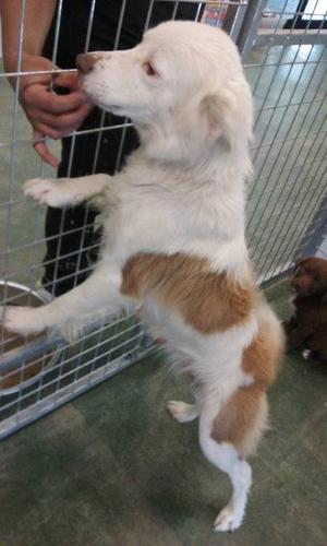 A white and brown dog standing on its hind legs, reaching up to a person's hand for a treat.