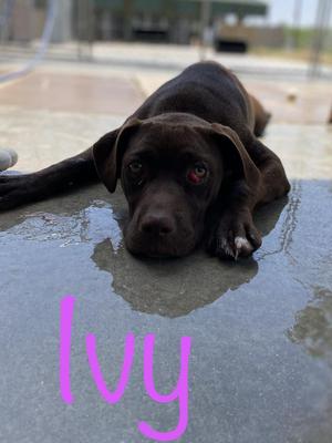 Ivy, Catahoula Leopard Dog / Pit Bull Terrier, adult, available for adoption