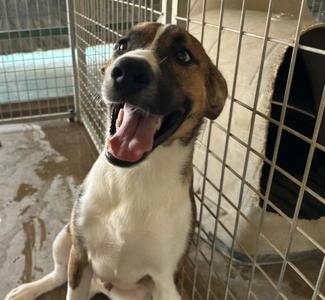 Howard, Saint Bernard, puppy, available for adoption
