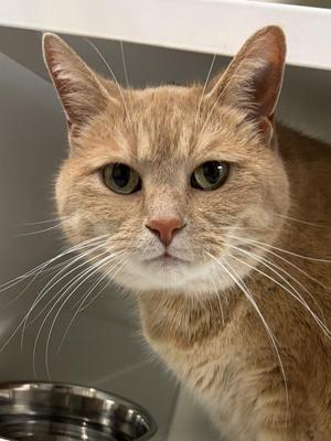 A close-up of a ginger cat with green eyes and long white whiskers, looking directly at the camera. The cat is in a metal bowl, possibly a food or water dish, and the background is a plain, light-colored surface.
