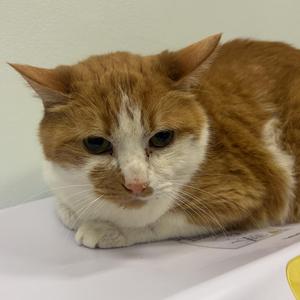 Evy, adult, available for adoption