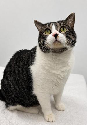 Boba, adult, available for adoption