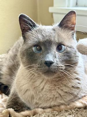 A close-up of a cat with blue eyes and a light brown coat, lying on a soft surface.