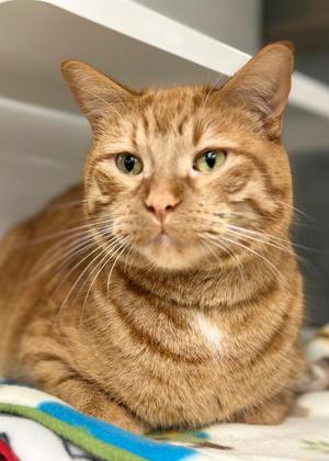 A close-up of a ginger tabby cat with green eyes, lying on a colorful blanket.