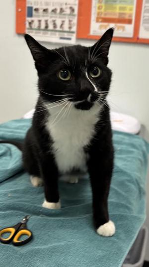 Mouse, adult, available for adoption