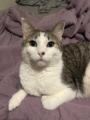 Armand, adult, available for adoption
