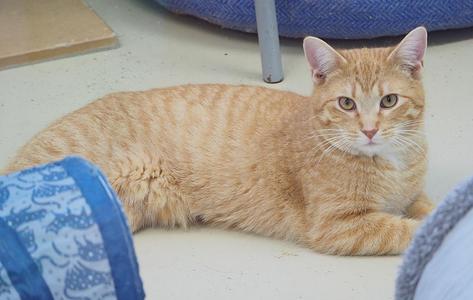 An orange tabby cat lies on a floor, looking towards the camera.
