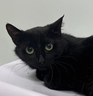 A close-up photo of a black cat with green eyes.