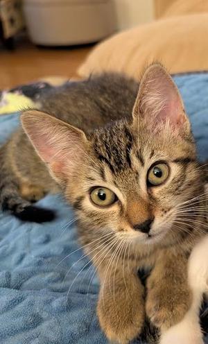A tabby kitten with large green eyes and white whiskers, sitting on a blue blanket.