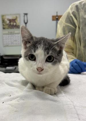 Manila, available for adoption