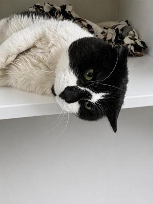 Domino, adult, available for adoption