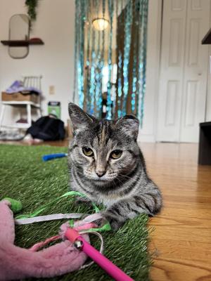 Rey, adult, available for adoption