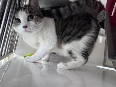 Bella, adult, available for adoption