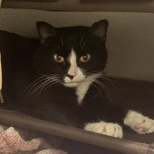 A black and white cat with yellow eyes lying down.