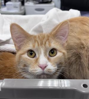 Bug, young, available for adoption
